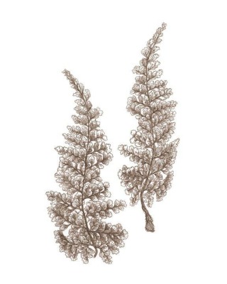 Alipine Woodsia