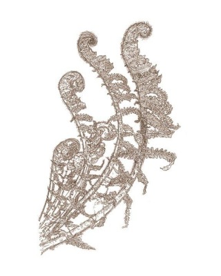 Fiddleheads III~ Ostrich Fern