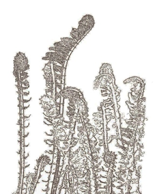 Fiddleheads IV - Bracken Fern