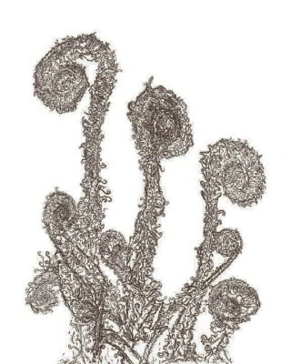 Fiddleheads V - Cinnamon Fern