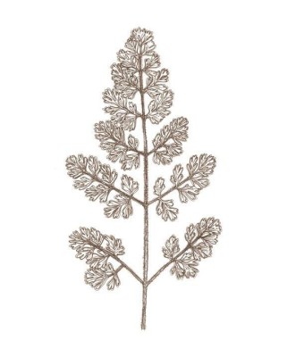 Mountain Spleenwort