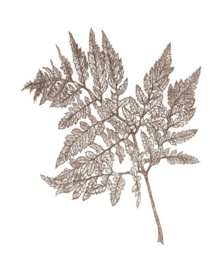 Oak Fern