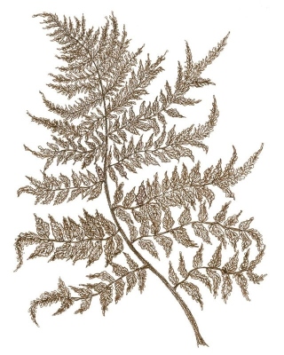 Southern Lady Fern