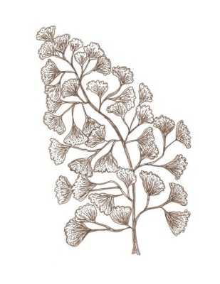 Southern Maidenhair Fern