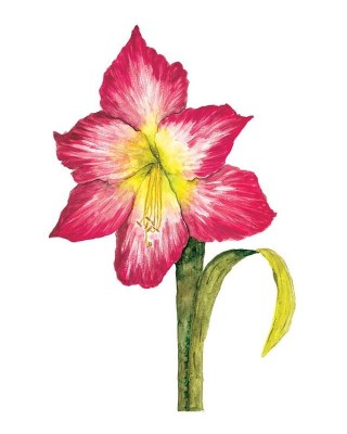 Amaryllis