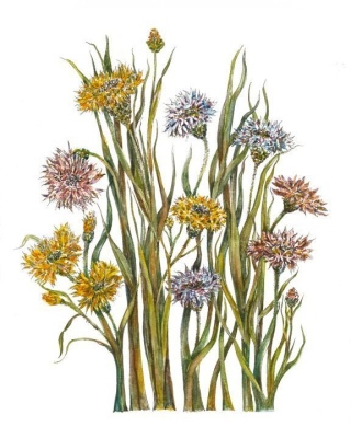 Bachelor’s Buttons