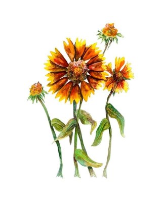 Blanket Flower