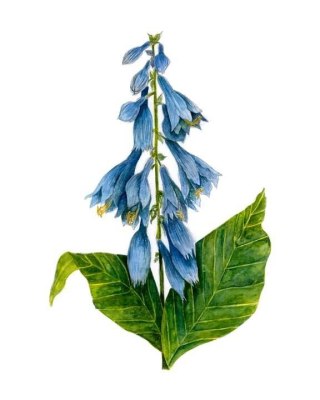 Blue Hosta