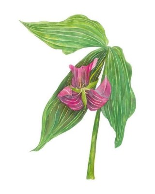 Catesby’s Trillium