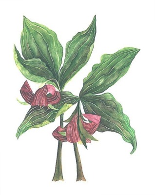 Catesby’s Trillium II