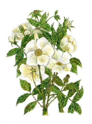 Cherokee Rose