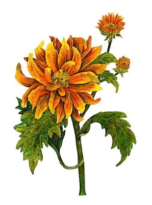 Chrysanthemum