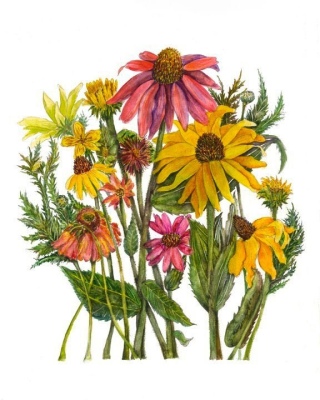 Coneflower