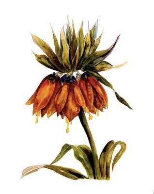 Crown Imperial