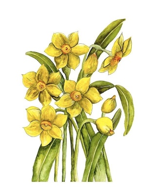 Narcissus