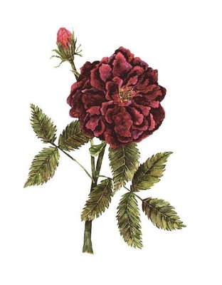Dark Red Rose