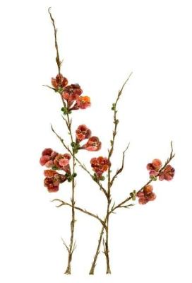 Flowering Quince