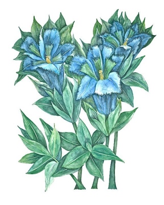 Fringed Gentian I