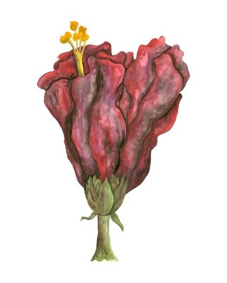 Hibiscus