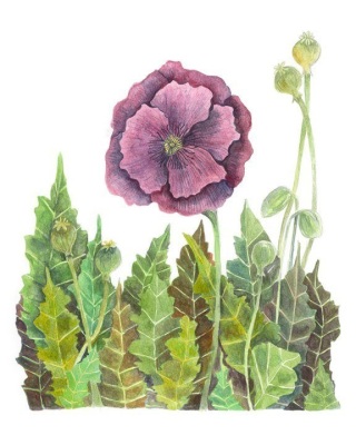 Hungarian Blue Poppy (I)
