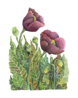 Hungarian Blue Poppy (II)
