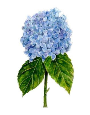 Hydrangea