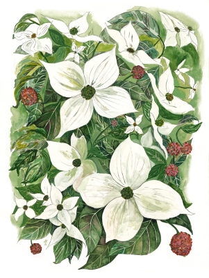 Kousa Dogwood