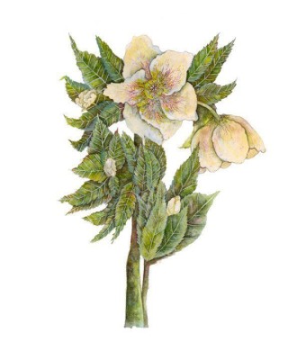 Lenten Rose