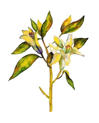 Madonna Lily