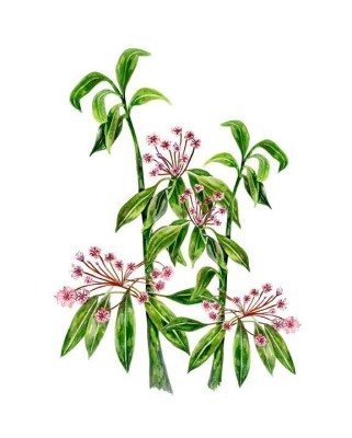 Mountain Laurel