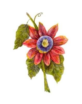 Passion Flower