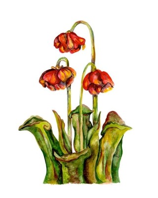 Pitcher Plant
