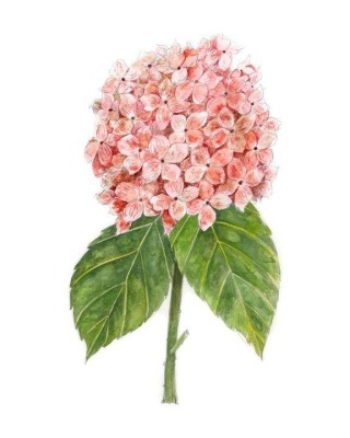 ‘Pia’ Hydrangea