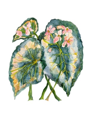 Rex Begonia