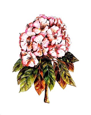 Rhododendron