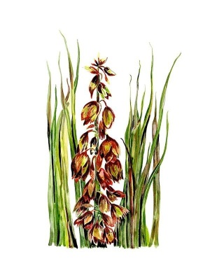 Spanish Bayonet