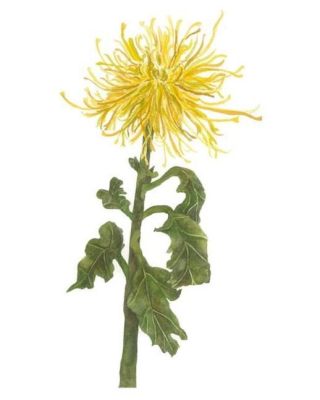 Spider Mum