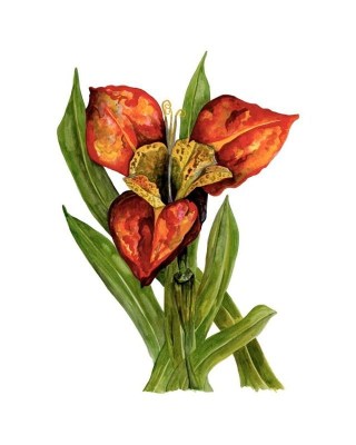 TIger Flower