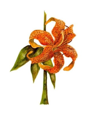 Tiger Lily