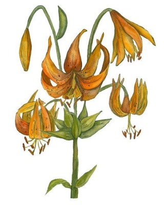 Turks-cap Lily