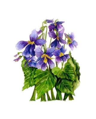 Violets