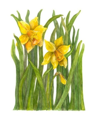 Daffodils