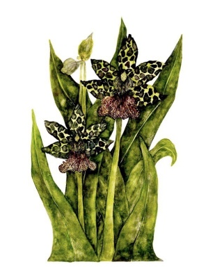 Zygopetalum Orchid, Helen Ku ‘Crestwood’