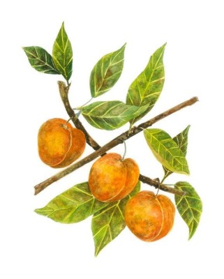 Apricots