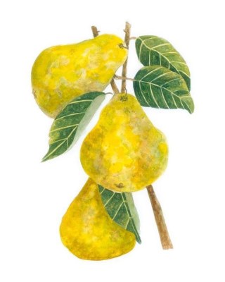 Bartlett Pears