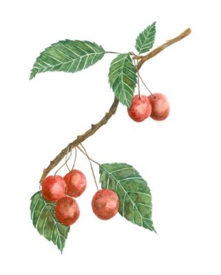Cherries