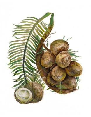 Coconut Palm