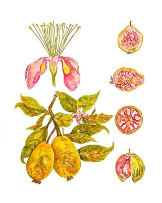 Guava