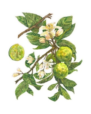 Key Lime