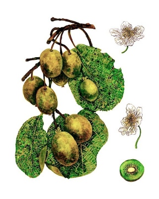 Kiwi
